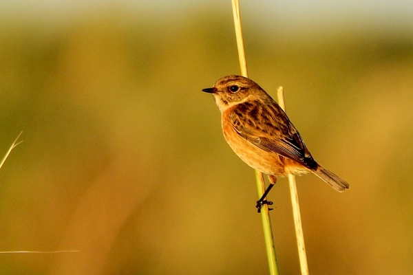 A Stonechat perched on a reed stalk in low winter sunshibe