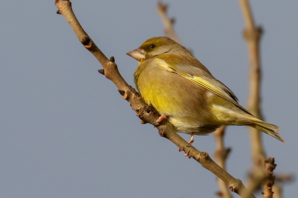 A Greenfinch sits on a tree branch in winter at Turvey Nature Reserve, Dublin