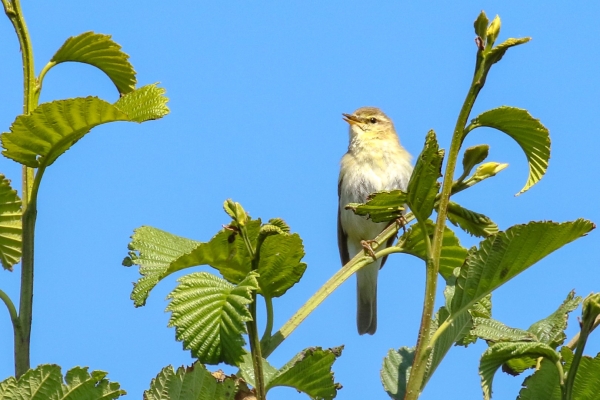 A Willow Warbler sings from a branch of a tree at Turvey Nature Reserve, Dublin