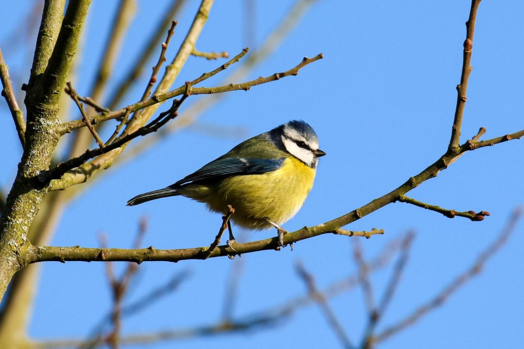 Turvey nature reserve dublin bird watching