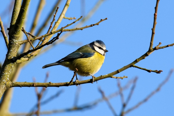 A Blue Tit on a tree branch with a clear blue sky in the background