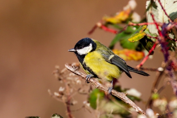 Great Tit on branch in summer sunshine