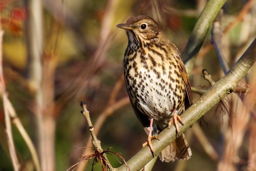 Turvey nature reserve dublin bird watching