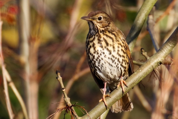 A Song Thrush perched on the branch of a tree at Turvey Park, Dublin