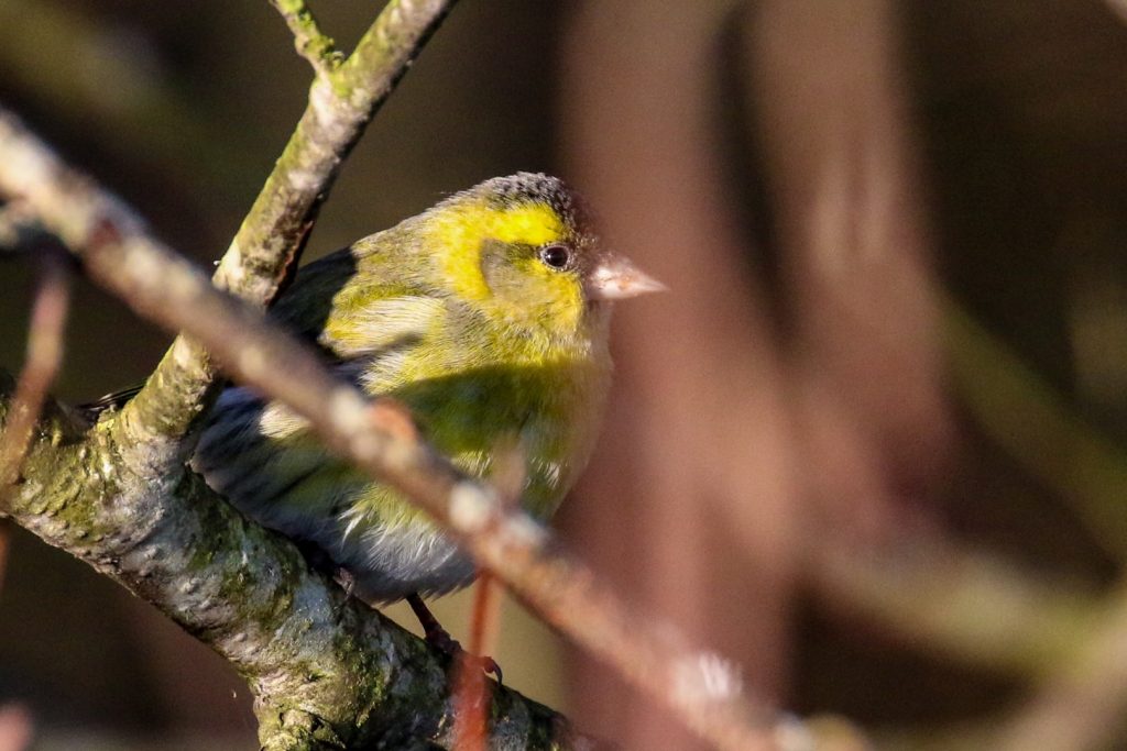 Turvey nature reserve dublin bird watching