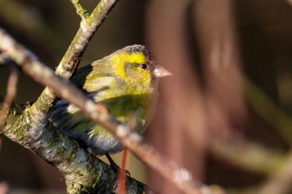 A Siskin in bright sunlight sits on a tree branch at Turvey Park, Dublin