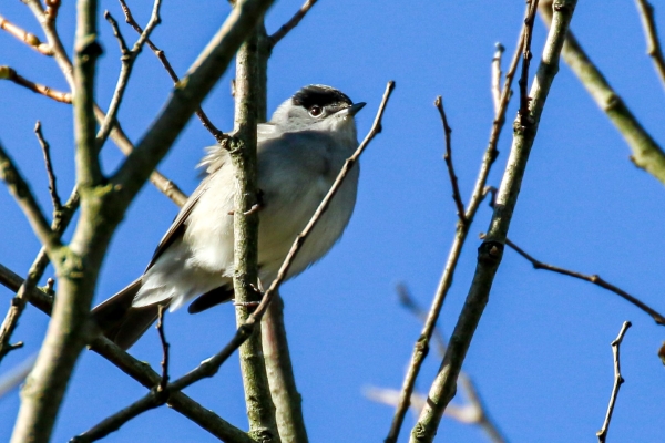 A Blackcap sits in a tree in winter