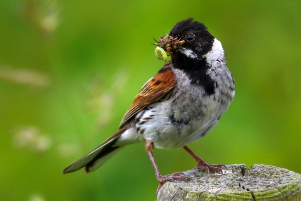 Reed Bunting with a beak full of flies and a caterpillar at Turvey Nature Reserve, Dublin