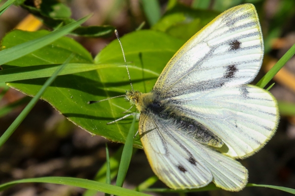 A Small white butterfly perched on a leaf at Turvey Nature Reserve, Dublin