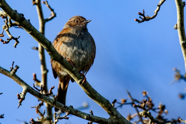 A Chubby Dunnock in a tree against a blue sky background at Turvey Nature Reserve, Dublin