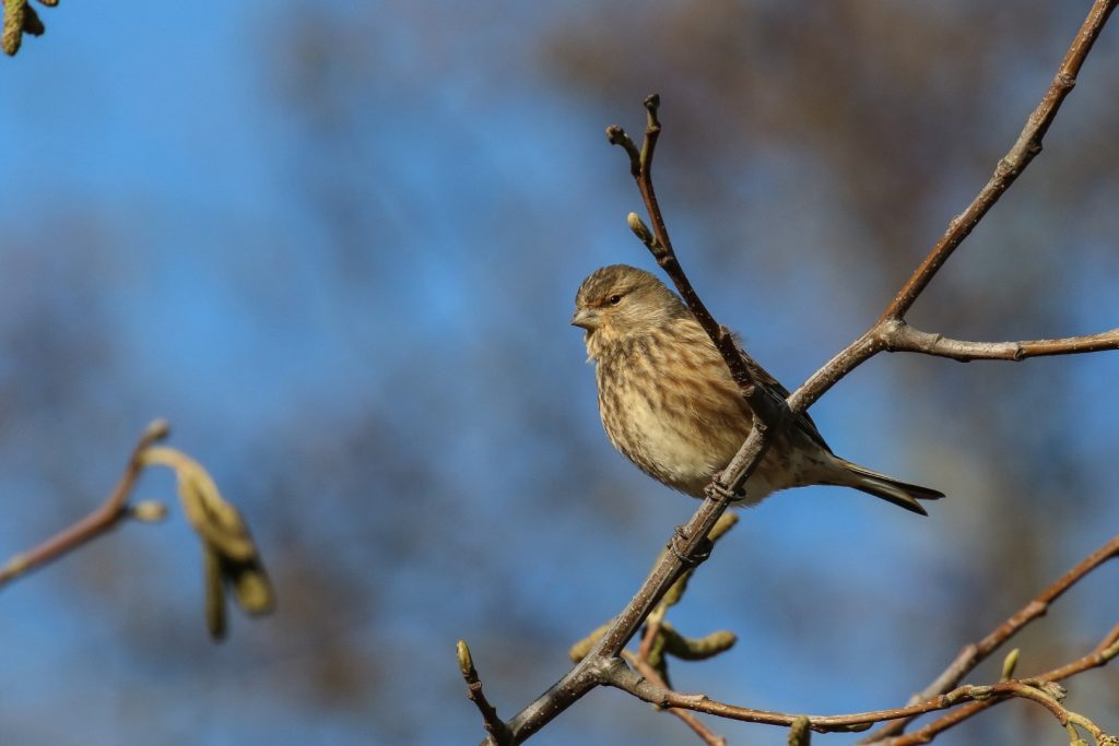 Turvey nature reserve dublin bird watching