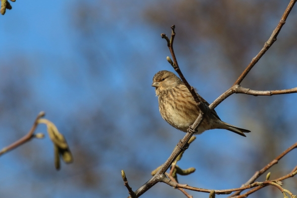 A Linnet perches on the branch of a tree with a blue sky in the background