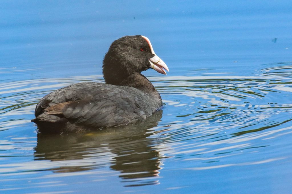 Turvey nature reserve dublin bird watching