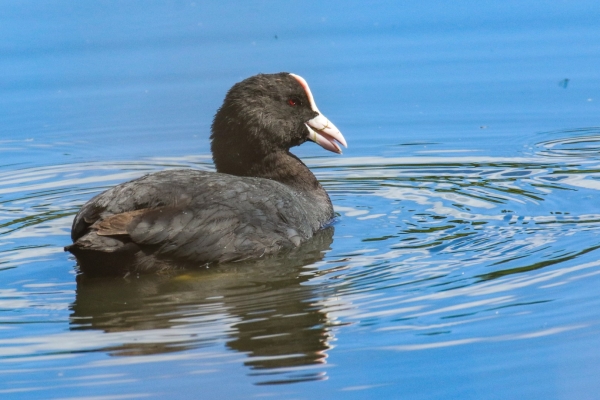 A Coot on the pond at Turvey Nature Reserve, Dublin