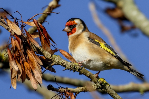 Goldfinch perched on a tree branch against a blue sky