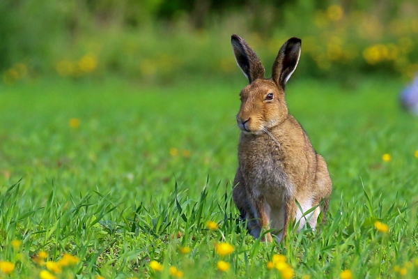 An Irish Hare sitting in grass with wildflowers, at Turvey Nature Reserve, Dublin