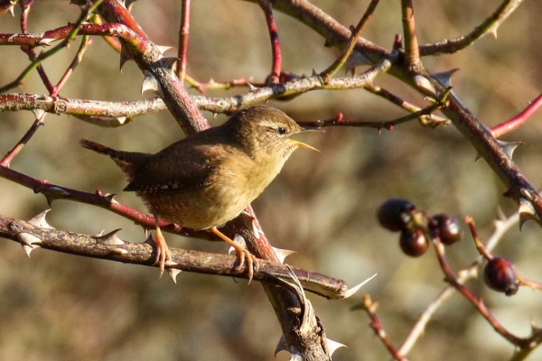 A wren sings loudly from a thorn bush at Turvey Nature Reserve, Dublin