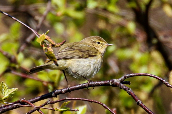 A Chiffchaff perched in a tree with a mottled background