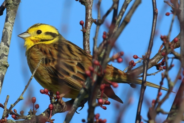 A Yellowhammer in a tree with red berries