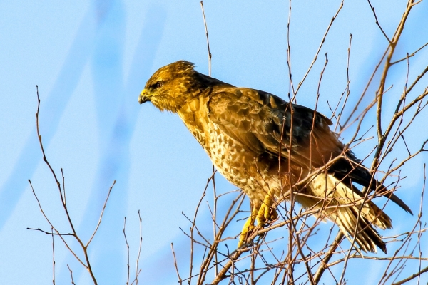 A Buzzard sits in a tree in in beautiful spring sunlight at Turvey Nature Reserve, Dublin