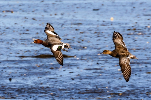 A Male & Female Wigeon fly up the channel at Turvey Nature Reserve, Dublin