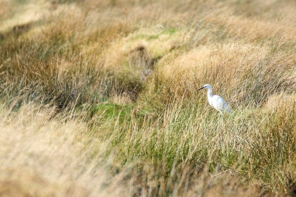 A Little Egret on the lookout in the coastal grasslands at Turvey Nature Reserve, Dublin