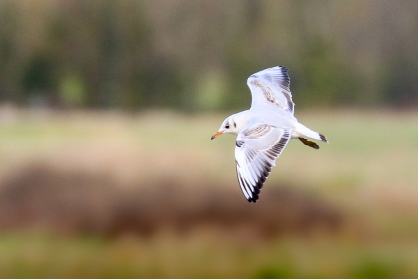 A Black Headed Gull flies over the tidal channel at Turvey Nature Reserve, Dublin