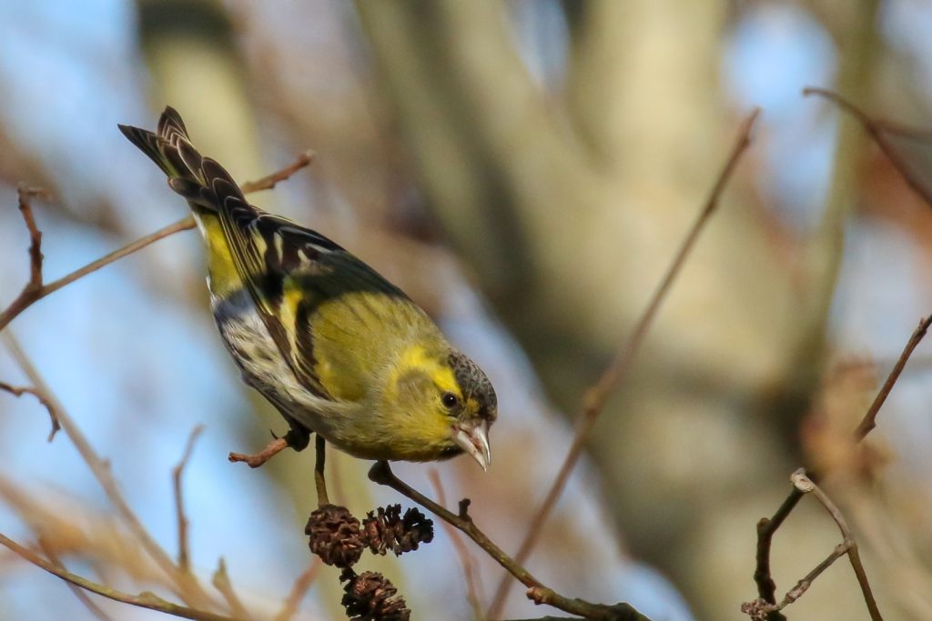 Birds Ireland