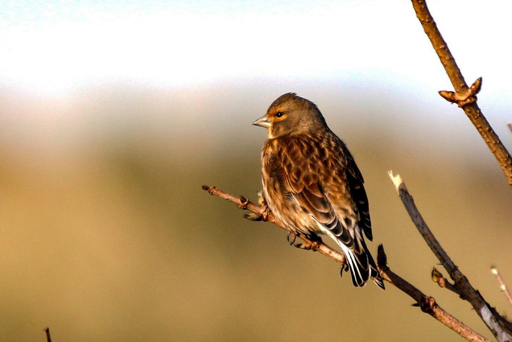 Birds Ireland