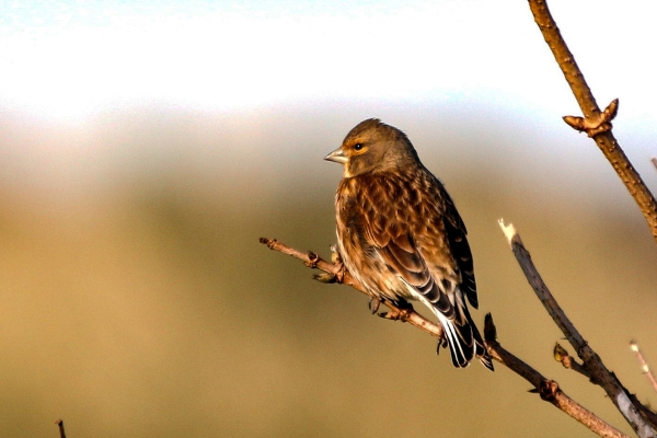 A Linnet sits on a branch in morning sunlight at Turvey Nature Reserve, Dublin