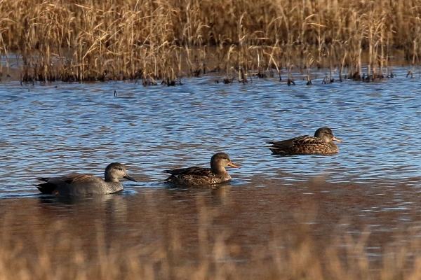 Three Gadwalls swim through the reed beds at Turvey Nature Reserve, Dublin
