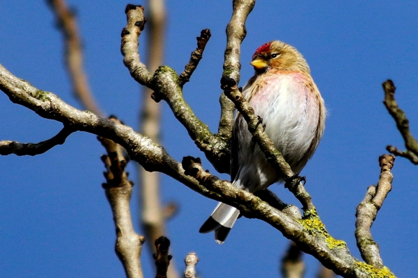 A Redpoll on a tree branch in winter with a deep blue sky above!