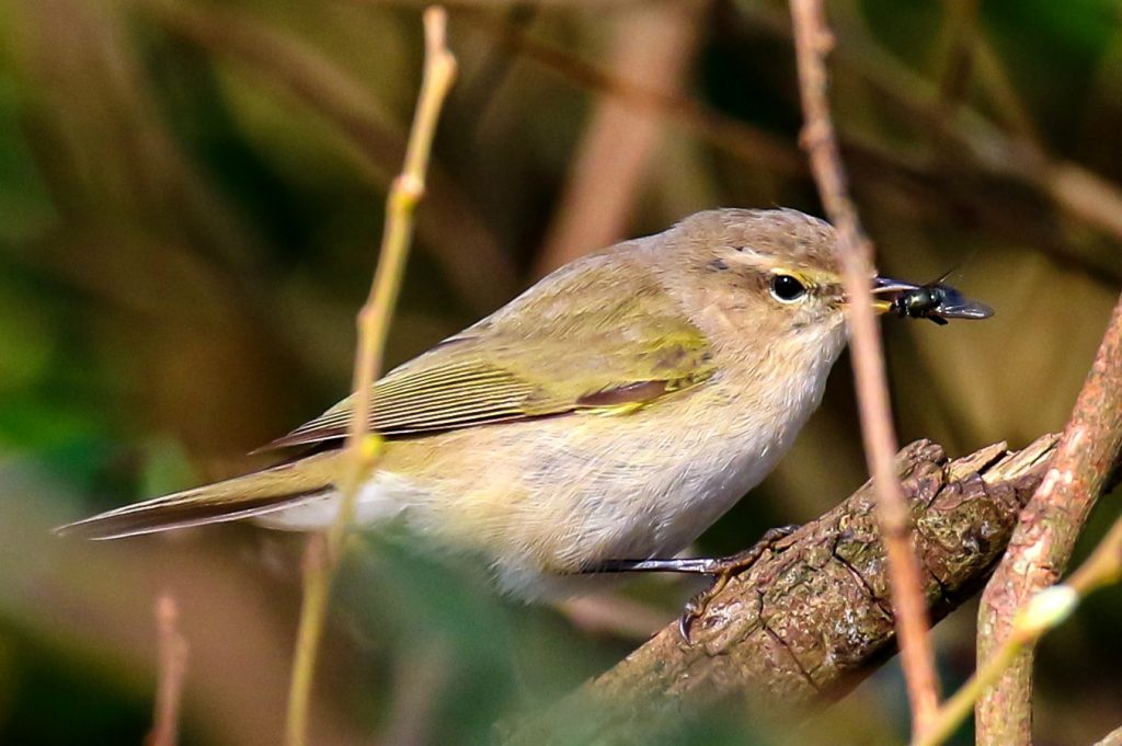 Turvey nature reserve dublin bird watching