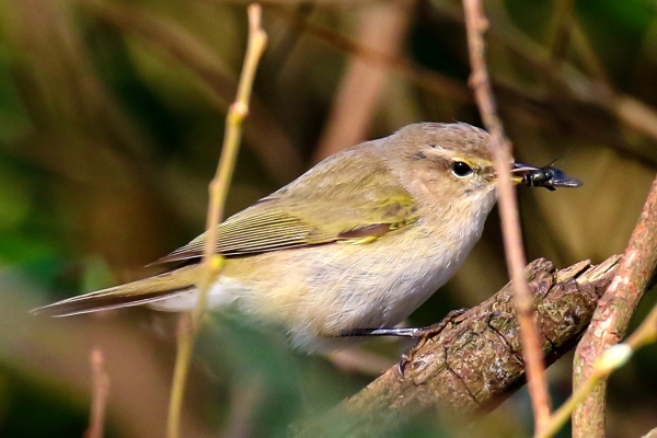A Chiffchaff in a tree with a large fly in its beak at Turvey Park Nature Reserve