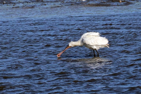 Spoonbill sweeping the water with its beak at Turvey Park Nature Reserve, Dublin
