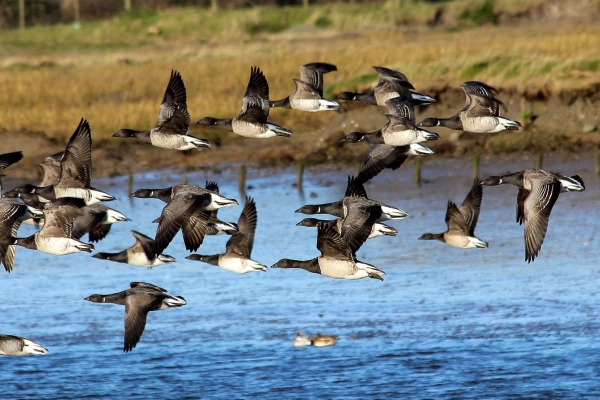 Brent Geese flying up the channel at Turvey Nature Reserve, Dublin