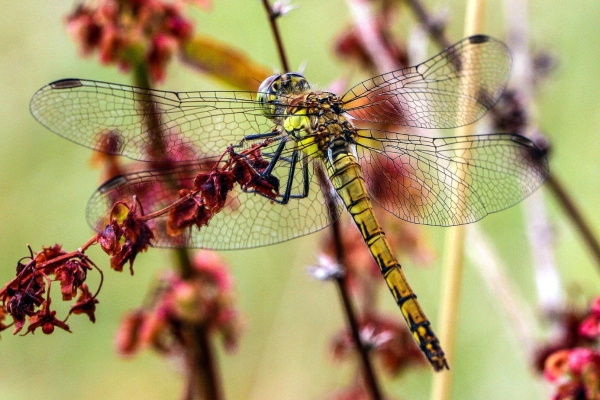 A Common Darter with wings spread out wide at Turvey Nature Reserve, Dublin
