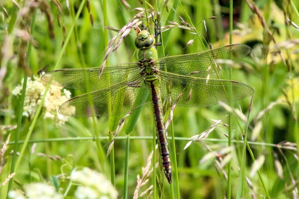An Emperor Dragonfly blends in superbly with the long grass at Turvey Nature Reserve, Dublin