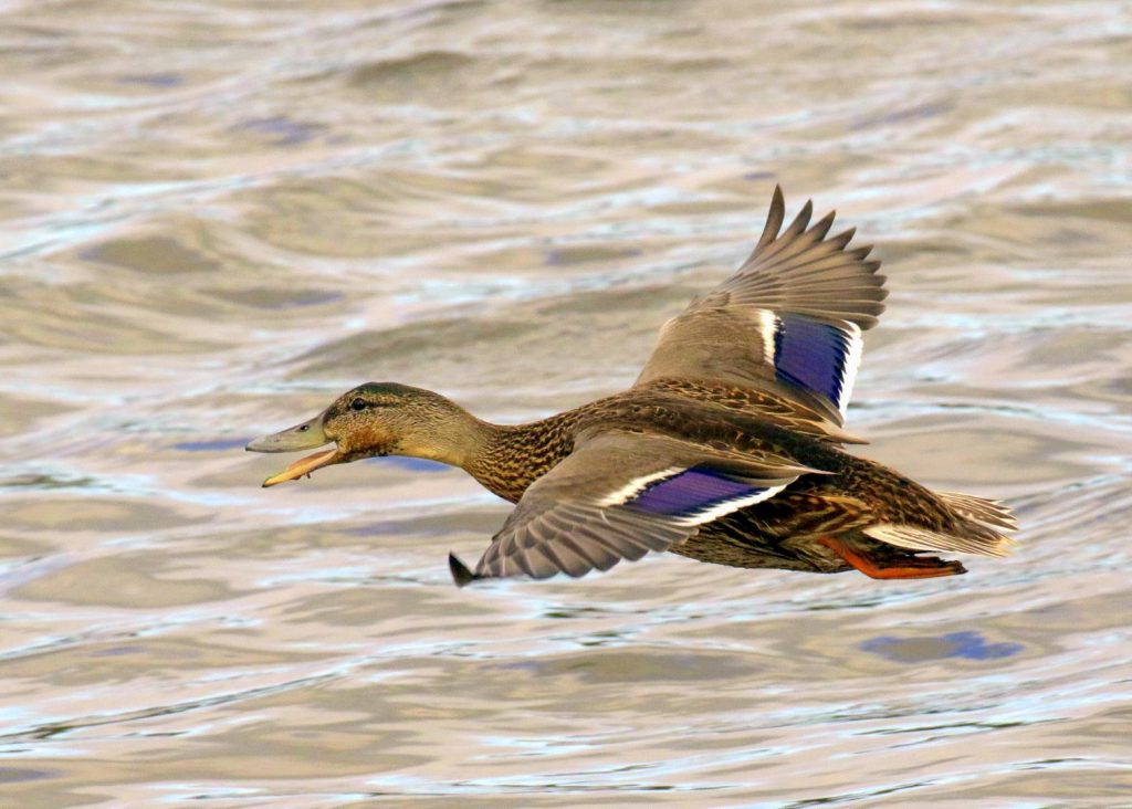 Turvey nature reserve dublin bird watching