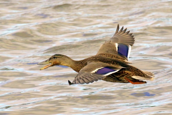 A Mallard flies just above the water level at Turvey Nature Reserve, Dublin