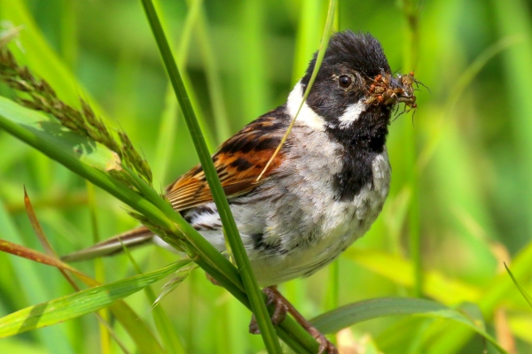 Reed Bunting with a beak full of insects at Turvey Park, Dublin