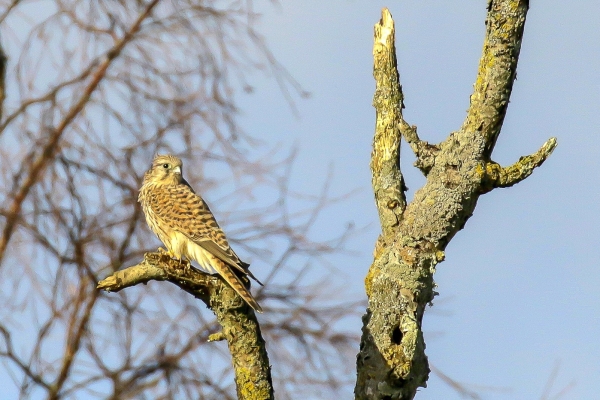 A Kestrel on the lookout fron its perch on a dead tree at Turvey Nature Reserve, Dublin