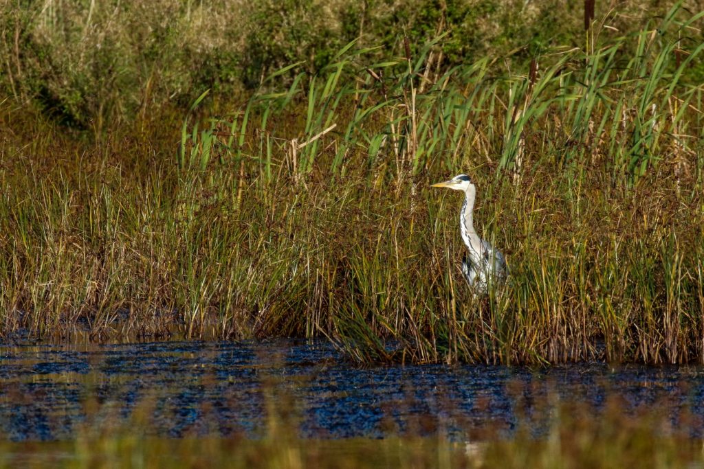 bird watching dublin