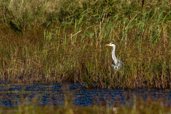 A Grey Heron looks out over the water from the cover of the reed beds at Turvey Nature Reserve, Dublin
