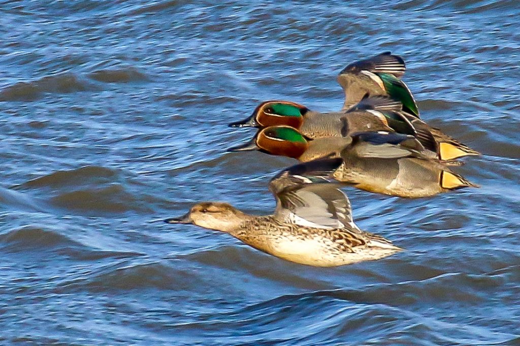 Turvey nature reserve dublin bird watching