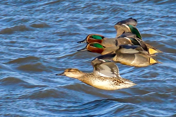 Teal flying up the estuary at Turvey Nature Reserve, Dublin