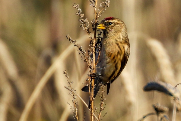 Redpoll perched on a stalk in a field