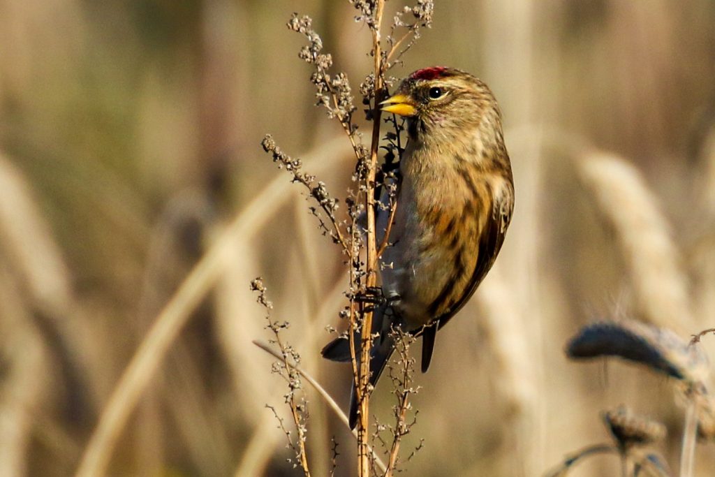 Turvey nature reserve dublin bird watching