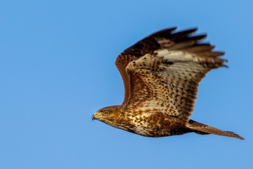 Turvey nature reserve dublin bird watching