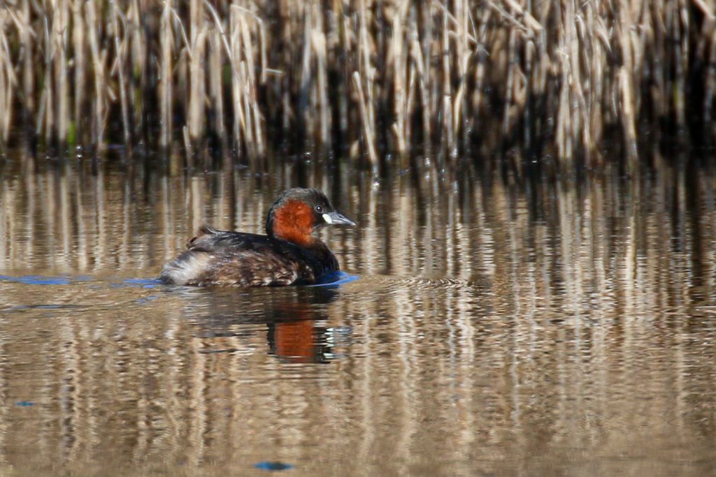 Turvey nature reserve dublin bird watching